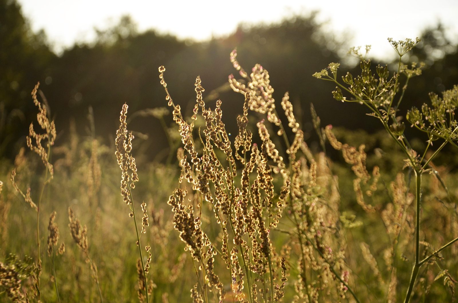 Natuurbeeld met rustig water en bomen
